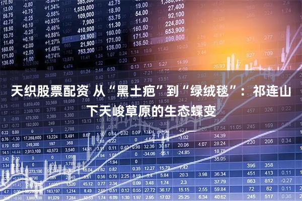 天织股票配资 从“黑土疤”到“绿绒毯”：祁连山下天峻草原的生态蝶变